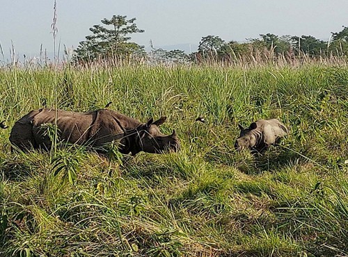 Jungle Safari in Nepal