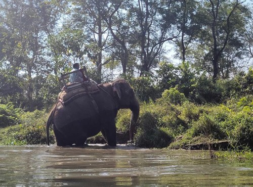 3 nights 4 days chitwan jungle safari